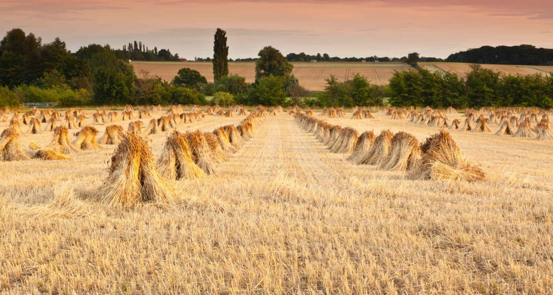 RICA - Le Aziende Agricole In Italia - Rapporto RICA 2021